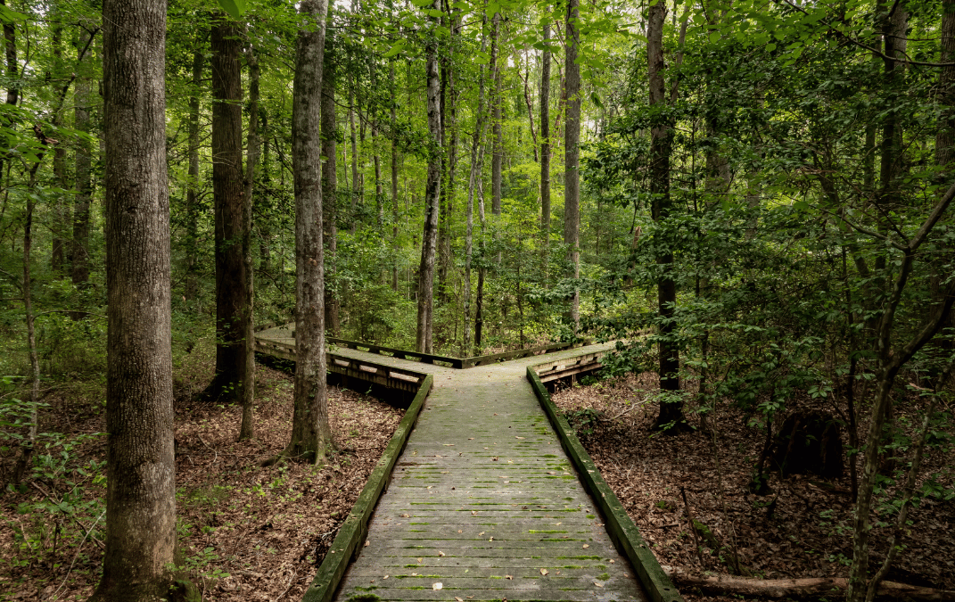Switching from Wordpress to Shopify? Here’s What You Need to Know